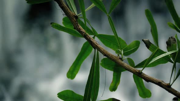 Jungle Plant By Waterfall