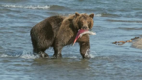 Brown Bear with Salmon on River