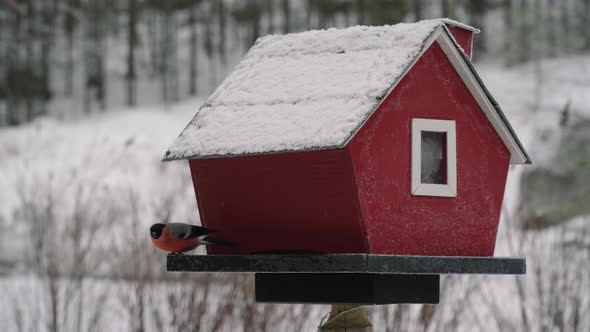 A Eurasian Bullfinch Standing Behind The Red Birdhouse In Cold Weather. -close up shot