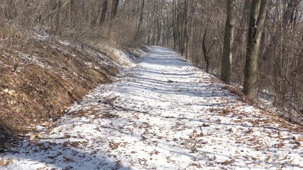 Snowed path in the woods by morning 4K drone footage