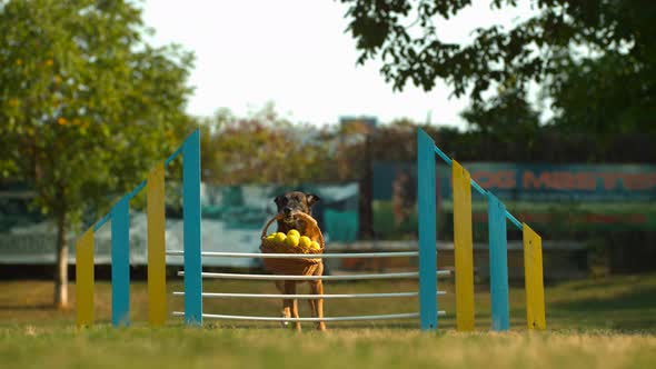 Dog jumping with a basket over a fence, Ultra Slow Motion