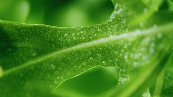 Arugula Closeup