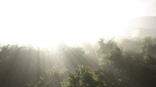 Morning Fog in Dense Tropical Rainforest