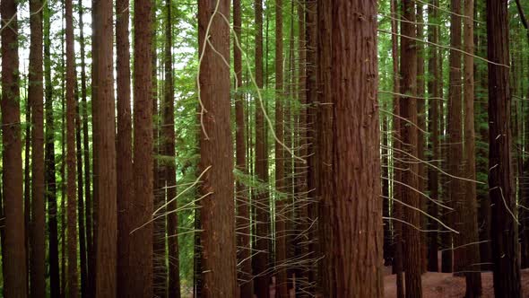 Redwood Forest in Cabezon De La Sal Cantabria Spain