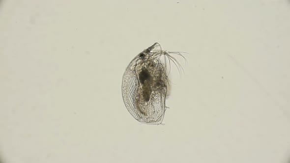 Arthropod, Crustacea Graptoleberis Testinaria