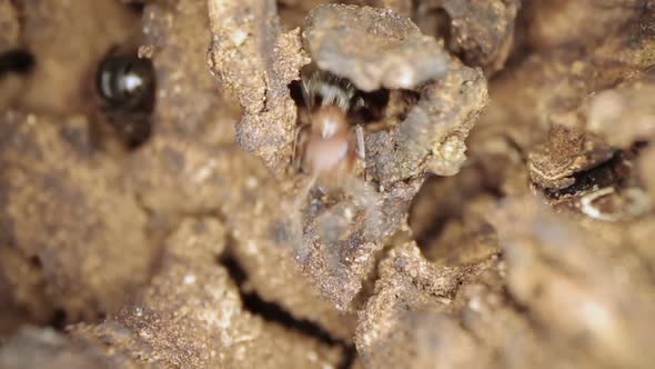 Extreme Close-up of Ants in Their Habitat, Shot with a Macro Lens