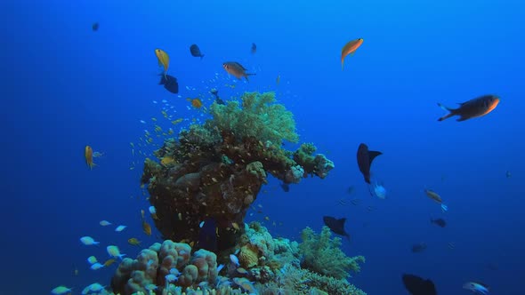 Tropical Underwater Fish Reef