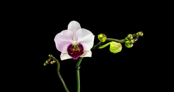 Time-lapse of Opening Three Orchid Flowers  on Black Background