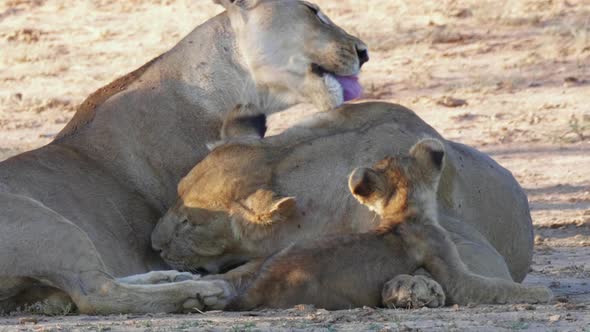Lionesses Grooming Each Other In The Shade In Kgalagadi, South Africa While A Cub Is Watching - clos