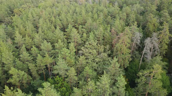 Aerial View of Trees in the Forest. Ukraine