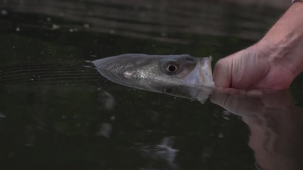 a stripped bass on the hook