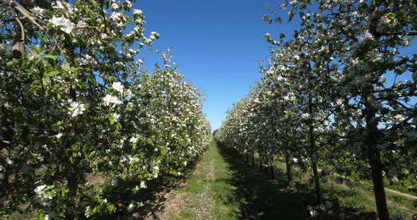 apple trees blooming during the spring season, Occitanie, southern France