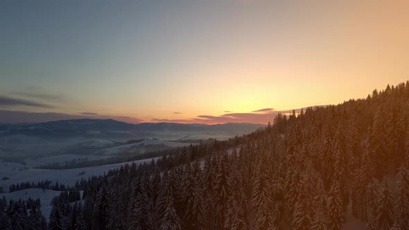 Aerial View of Carpathian Mountains in Winter at Sunrise. Flight Over Mountains Covered with Spruce