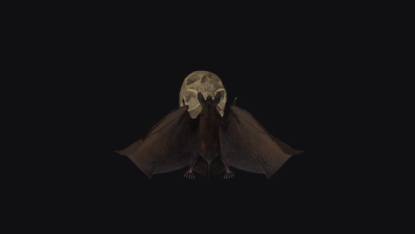 Bat with Skull - Flying Loop - Top View