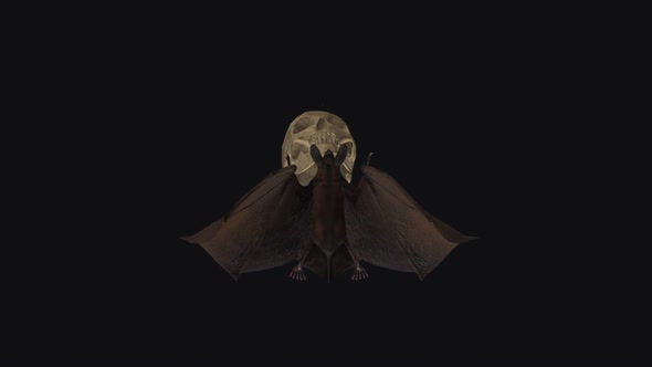 Bat with Skull - Flying Loop - Top View alt