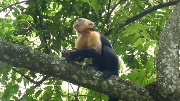 Capuchin monkey in a tree eating pieces out a coconut shell