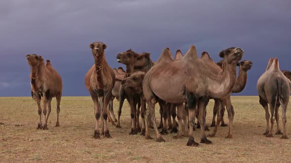 Group Camels in Steppe Under Storm Clouds Sky