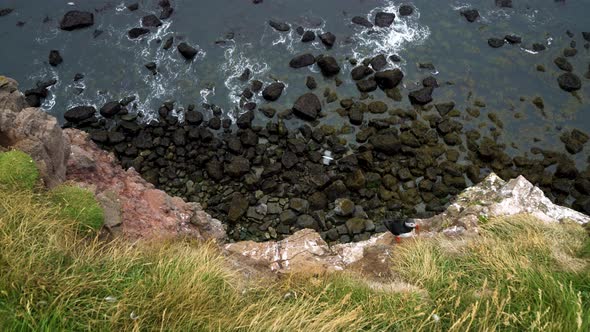 Puffin Standing on the Edge of a Cliff Mountain, Birds Flying Below