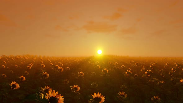 Sunflower Field At Sunset