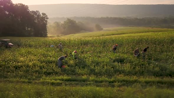 Aerial of corn field with workers and tractor on a foggy summer morning.