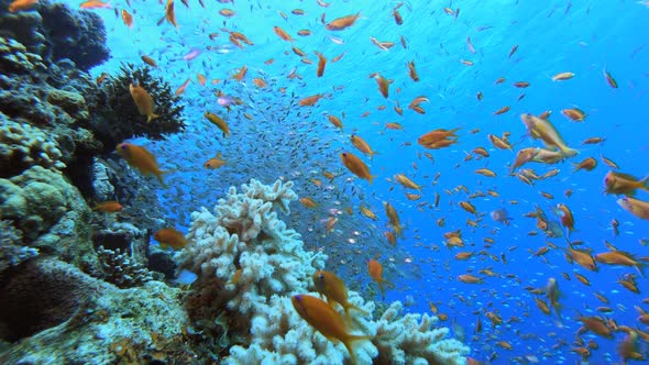 Marine Life Coral Garden Glassfish