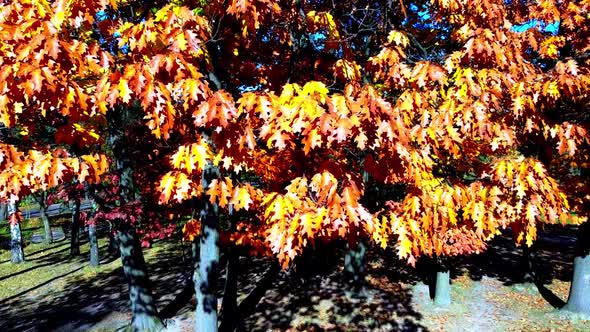 Aerial drone view of a flying in the autumn park.