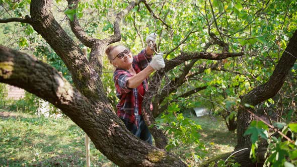 Mature Adult Woman Breaks Dry Branches From a Tree