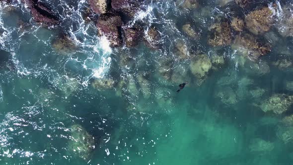 Injured baby seal floating helplessly in the ocean as waves crash along a rocky shoreline. Drone vie