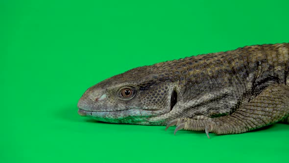 Savannah Monitor Lizard - Varanus Exanthematicus on Green Background. Close Up