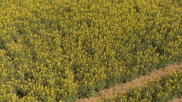 Beautiful Yellow Rape Fields In Spring Sun Aerial2