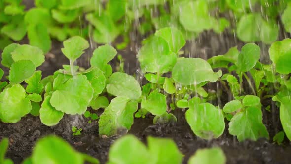 Abundant Watering of Juicy Green Foliage of a Growing Radish in a Garden Bed Closeup Slow Motion