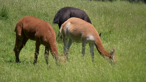 Group of colorful alpacas eating grass on meadow during sunny day outdoors,close up