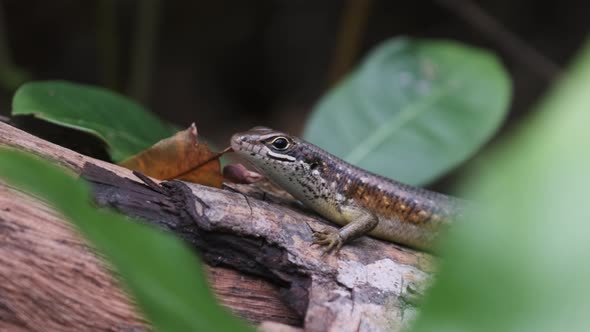 African Lizard Sits on a Log in the Rainforest Zanzibar Trachylepis Striata