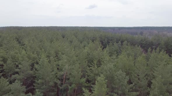 Cloudy Aerial Video of Pine Forest Flying Above