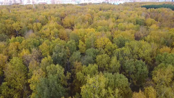 A drone flies over the autumn forest. Autumn in central Russia. The view from the height.