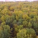 A drone flies over the autumn forest. Autumn in central Russia. The view from the height. - VideoHive Item for Sale
