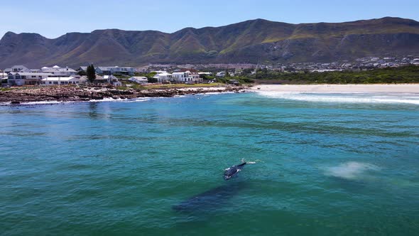 Whales swimming close to beach of popular coastal town, drone view