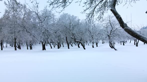 Winter city garden.  Trees in the snow. Flying over a snow-covered park. Aerial photography.