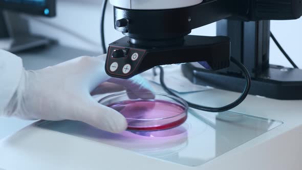 Research Scientist in Rubber Gloves Adjusts Specimen in a Petri Dish Under Microscope