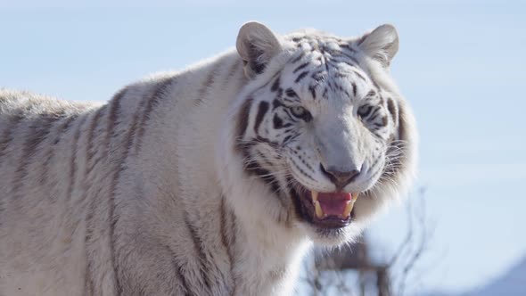 White tiger growl in slow motion against blue sky