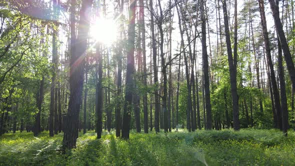 Summer Forest with Pine Trees Slow Motion