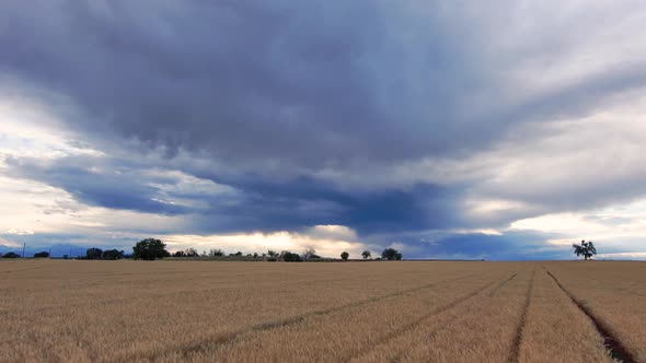 An epic sky above a wheat field as the drone rises.