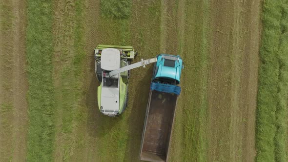 Wheat silage picking process post harvest, Aerial view.