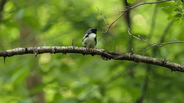 Solitary view Black-throated Blue Warbler (Setophaga caerulescens) perched on a tree branch, looking