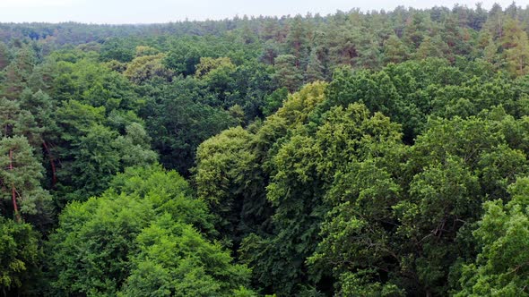 Dense forest in summer. Beautiful green trees background.