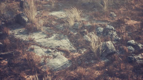 Dry Grass and Rocks Landscape