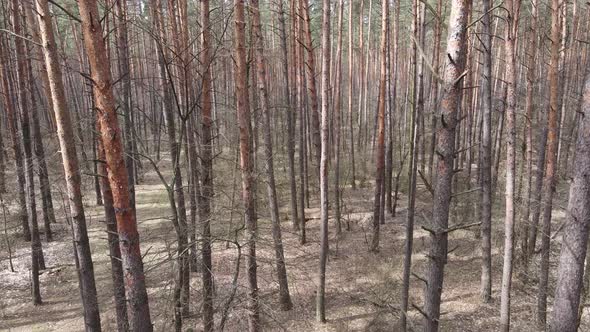 Trees in a Pine Forest During the Day Aerial View