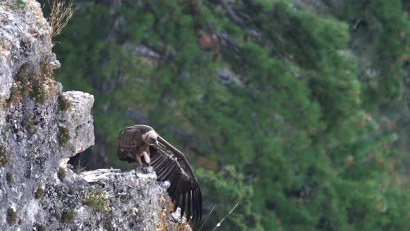 Vulture Stretching Wings and Looking To the Camera