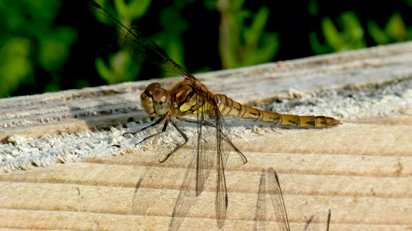 Close Up of Common Darter Dragonfly  Sympetrum Striolatum  in County Donegal  Ireland