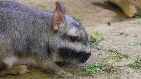 Close up shot of Viscacha Rabbit eating grass outdoors in wilderness,4K